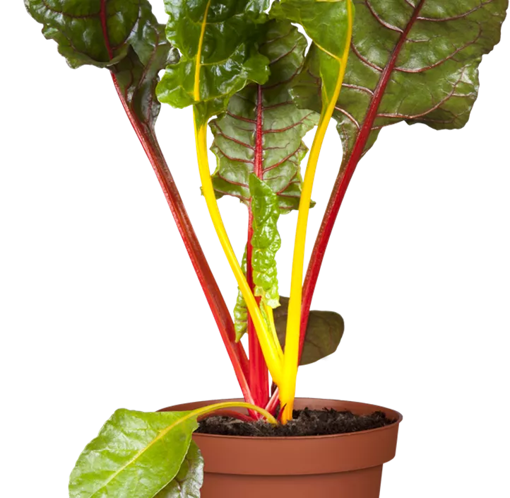 Blatt-Mangold 'Feurio'