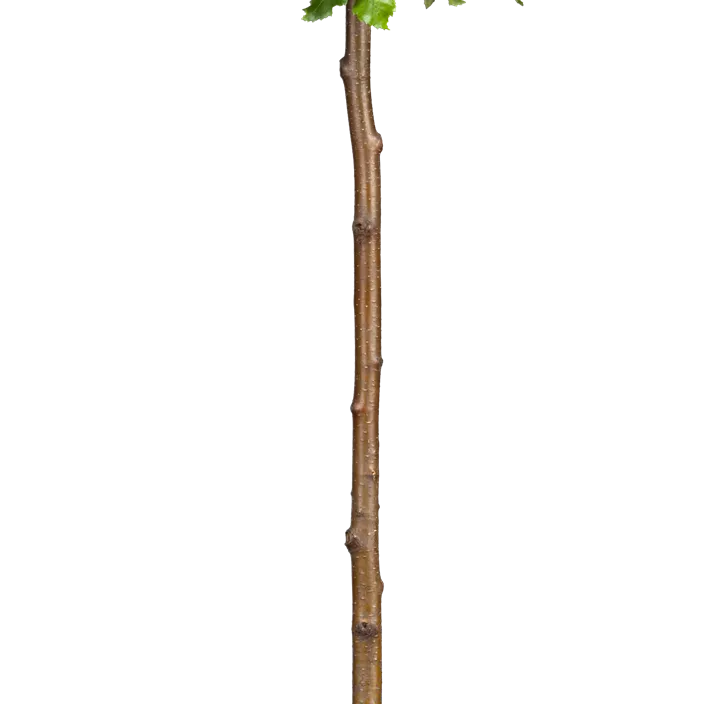 Lollypopbirke 'Magical Globe'