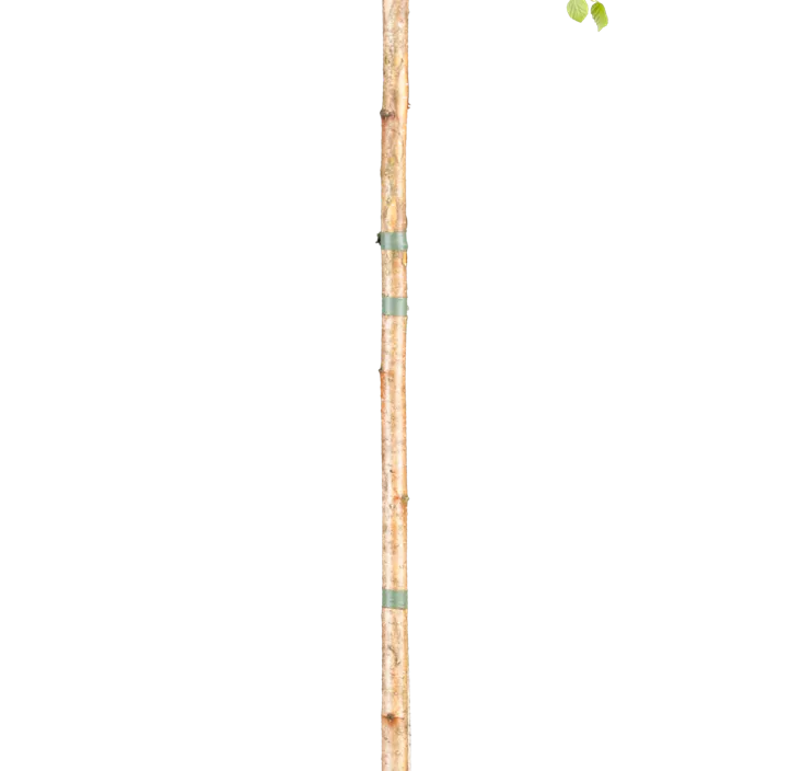 Lollypopbirke 'Magical Globe'