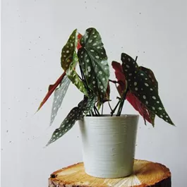 Begonia maculata 'Cracklin Rosie' Grande