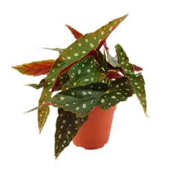 Begonia maculata 'Cracklin Rosie' Grande