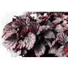 bellaflora Gartencenter GmbH