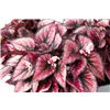 bellaflora Gartencenter GmbH