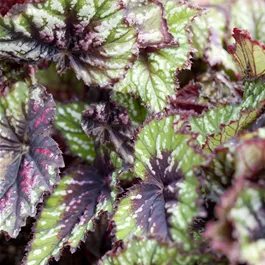 Begonia Rex Ampel