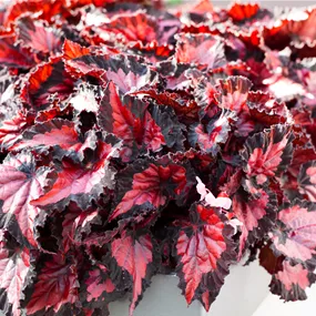 Begonia rex 'Inca Night'