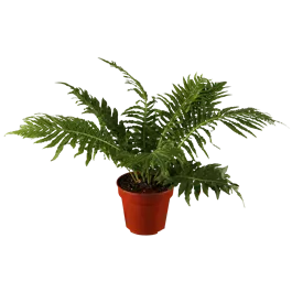 Blechnum gibbum