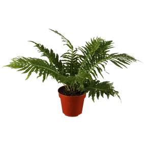 Blechnum gibbum