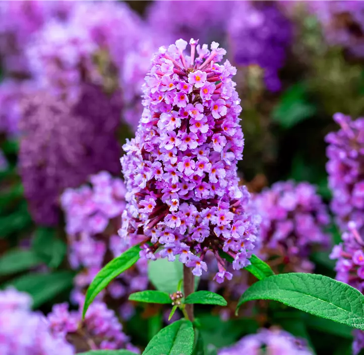 Sommerflieder 'Butterfly Candy® Lila Sweetheart'