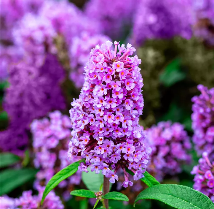 Sommerflieder 'Butterfly Candy® Little Lila'