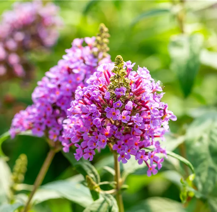 Sommerflieder 'Butterfly Candy® Little Lila'