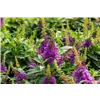 bellaflora Gartencenter GmbH