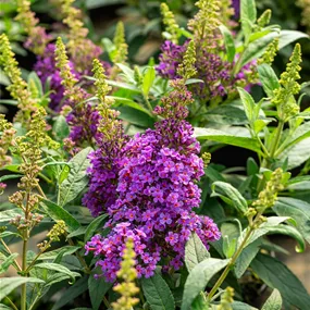 Buddleja Butterfly Candy Little Lila