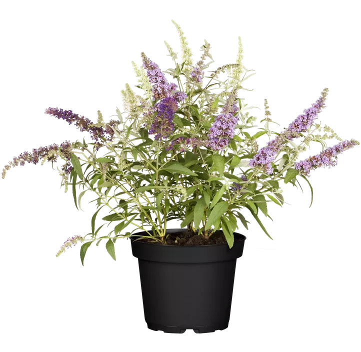 Zwergsommerflieder 'BUZZ™ Trio'