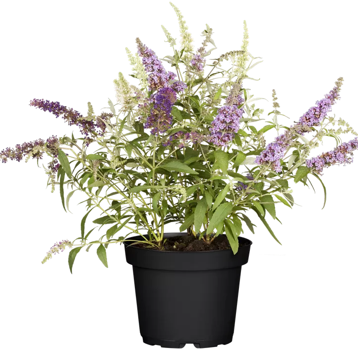 Zwergsommerflieder 'BUZZ™ Trio'