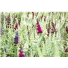 bellaflora Gartencenter GmbH