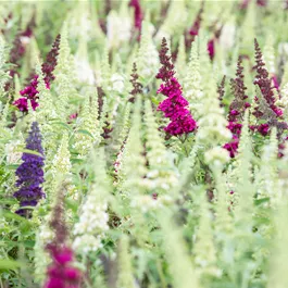 Buddleja tricolor