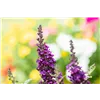 bellaflora Gartencenter GmbH