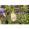bellaflora Gartencenter GmbH