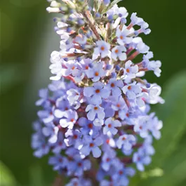 Buddleja Buzz Sorten