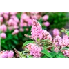 bellaflora Gartencenter GmbH