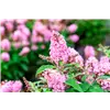 bellaflora Gartencenter GmbH
