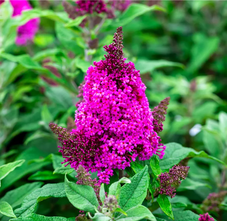 Sommerflieder 'Butterfly Candy® Trio'