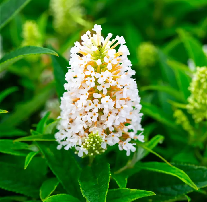 Sommerflieder 'Butterfly Candy® Lila Sweetheart'