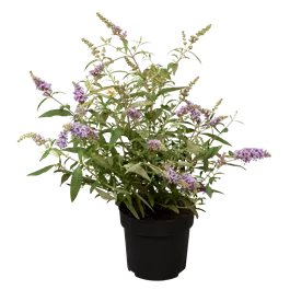 Buddleja davidii Buzz Trio