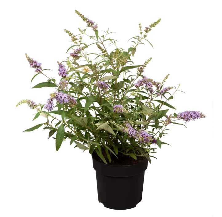 Zwergsommerflieder 'BUZZ™ Trio'