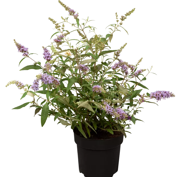 Zwergsommerflieder 'BUZZ™ Trio'