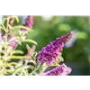 bellaflora Gartencenter GmbH