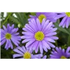 bellaflora Gartencenter GmbH