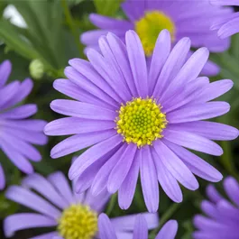 Brachycome mulitfida Mini