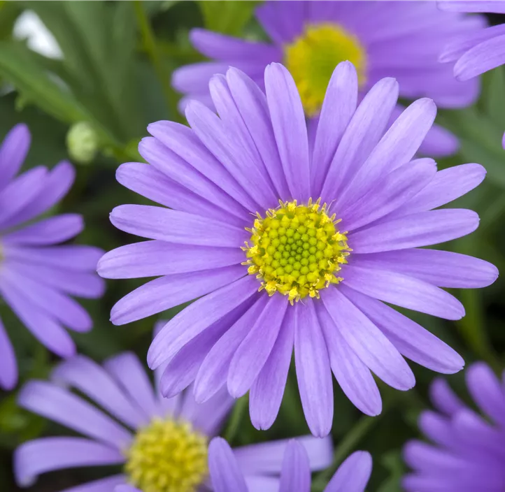 Blaues Gänseblümchen