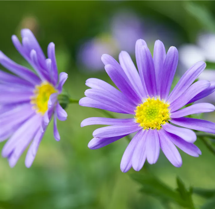 Blaues Gänseblümchen
