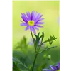 bellaflora Gartencenter GmbH