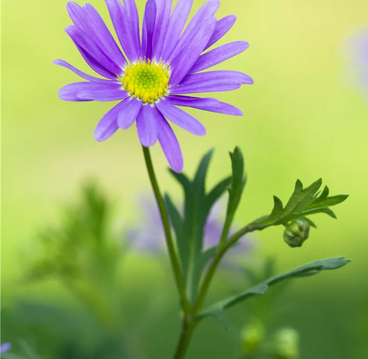 Blaues Gänseblümchen