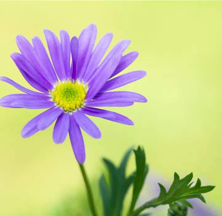 Blaues Gänseblümchen