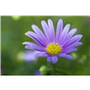bellaflora Gartencenter GmbH