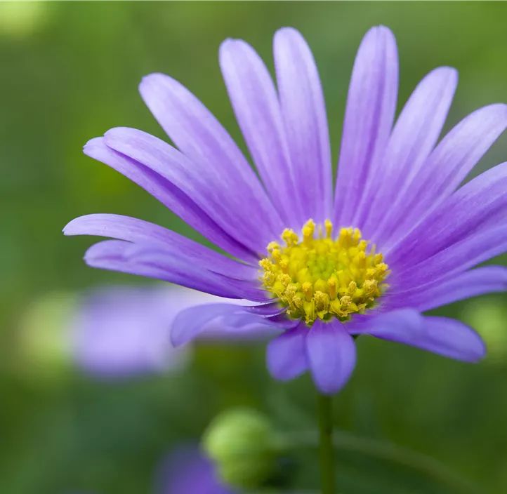 Blaues Gänseblümchen