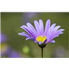 bellaflora Gartencenter GmbH