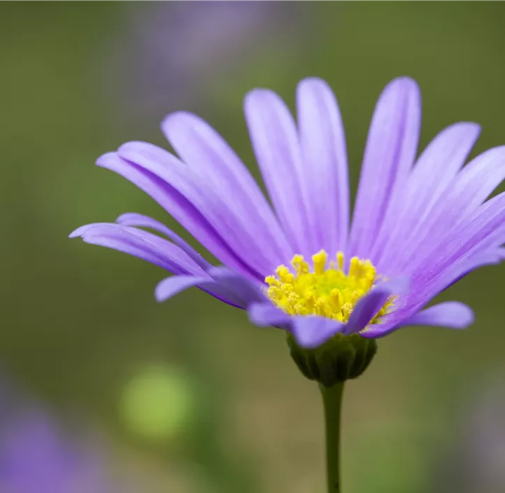 Blaues Gänseblümchen