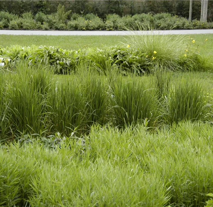 Garten-Reitgras 'Karl Foerster'