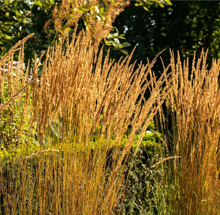 Garten-Reitgras 'Karl Foerster'