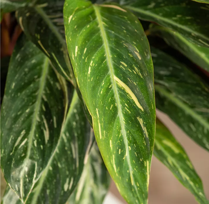 Korbmarante 'Magicstar'