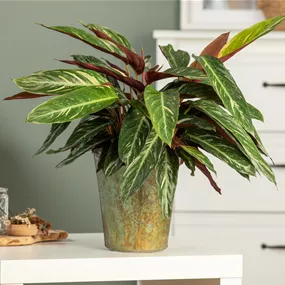Calathea Magic Star Calathea Magic Star