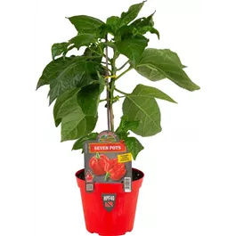 Capsicum annuum 7 Pots
