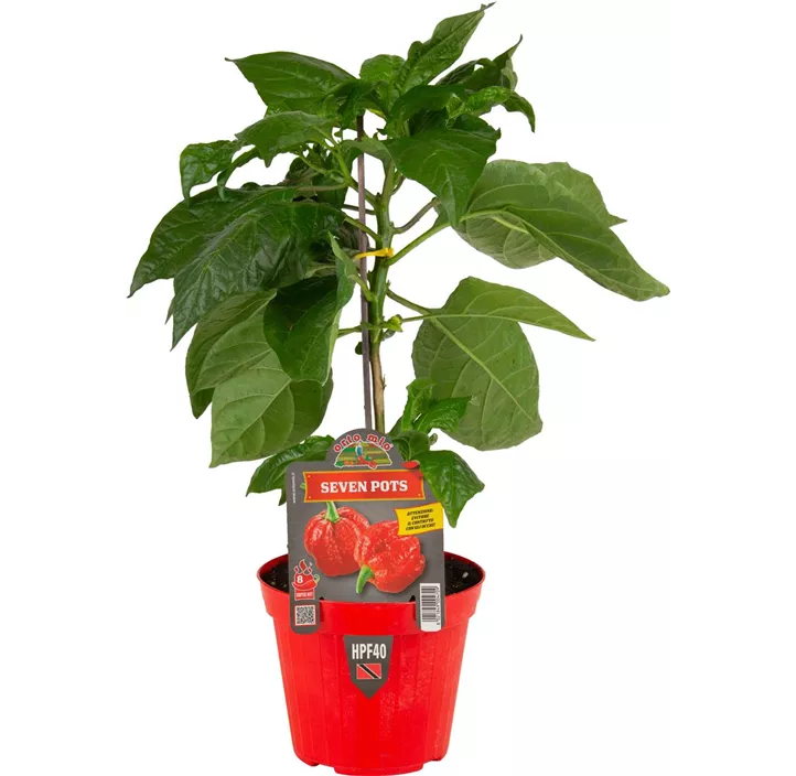 Chili 7 Pots