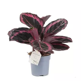 Calathea roseopicta Jessy