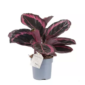 Calathea roseopicta Jessy Calathea roseopicta Jessy